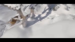 Уссурийских тигров снимают с дрона Величественный амурский тигр