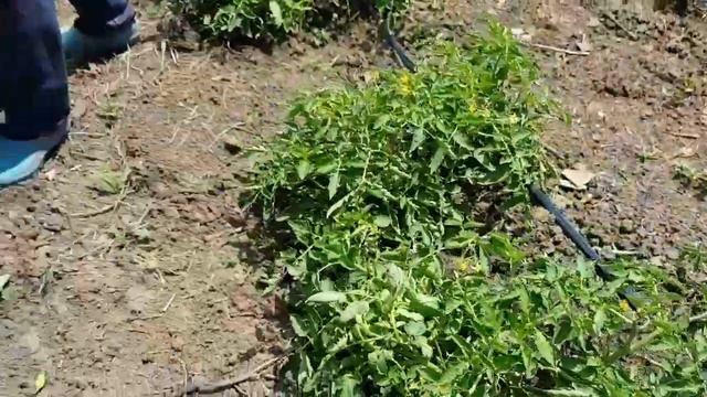 Микродождевание хвойных деревьев. Помидор сливка грунт. В гостях у Жени. Часть5 смотреть онлайн