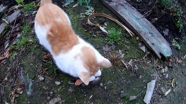 вот идиот...а. смотреть онлайн