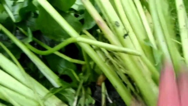 ⚫Каллы и канны выращивание цветов, уход и хранение|Выгонка каллы на 8 марта|Как на этом заработать?