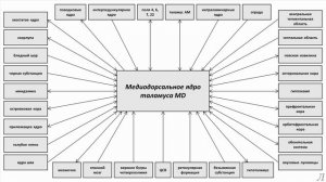 11.9 Подробное разъяснение. Медиодорсальное ядро таламуса