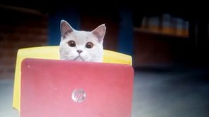 Приколы с котами - озвучка животных - кот Мурзик и Мурка