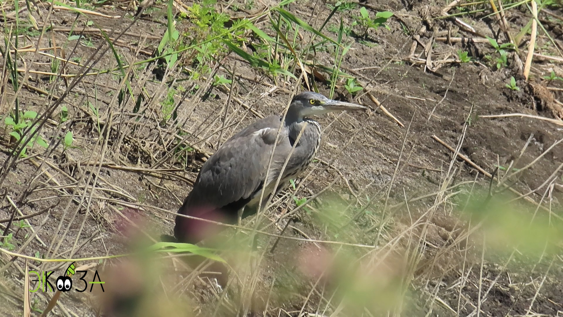 Кто из птиц находит убежище в зарослях у воды? Цапли, овсянки, трясогузки, варакушки, лысухи