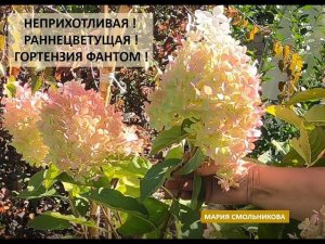 Неприхотливая ! Раннецветущая ! Гортензия Фантом !