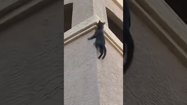 коты