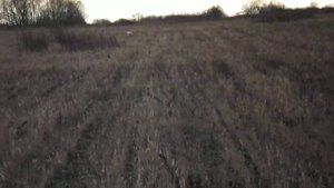 Курцхаар Райт и пойнтер Готье