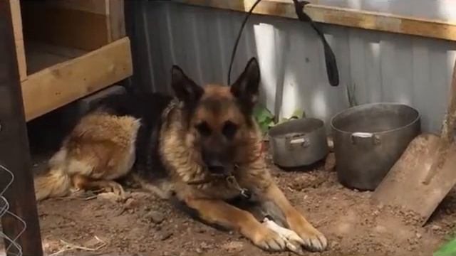 Немка Альфа смотреть онлайн