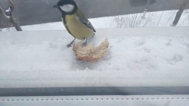 Синичка ест хлеб смотреть онлайн