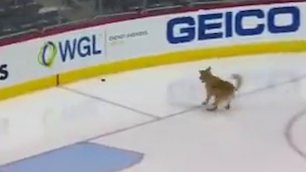 НХЛ похвасталась псом-"хоккеистом"