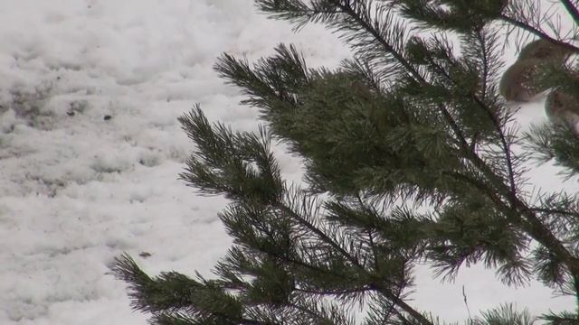 Рябчики ходят возле дома смотреть онлайн