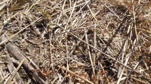 Что по всходам рапса ?Был прямой посев СЗ 3.6 после пшеницы. NO-TILL UKRAINE