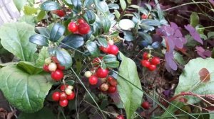 Брусничная вода. Русский полезный напиток.