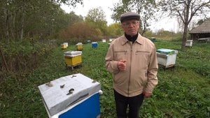 Трутни в семье осенью - тревожный признак. Пасека Лаврова.