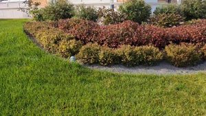 Фитопластика из спиреи | SEVERLAND