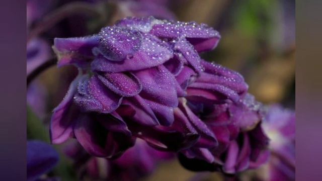 Медитация "Семицвет" смотреть онлайн