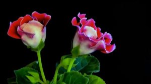 Поздравление папы с рождением доченьки