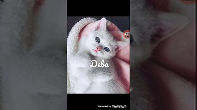 Знаки зодиака песни