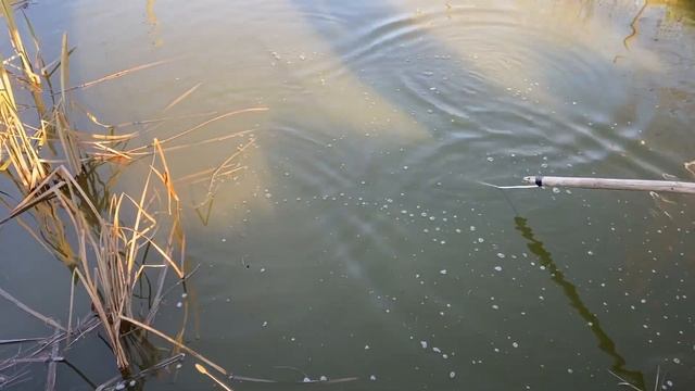 Ловим подъемником карпа в дачном пруду #форель #пруд #карп смотреть онлайн