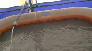 Осетры Краснодарского края!