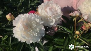 Norma volz peony. Норма волз пион. Пулков сад (2022 г)
