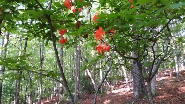 Wild Flame Azalea смотреть онлайн