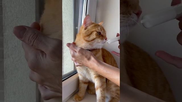 Отправь другу у которого есть котик 🐱 смотреть онлайн