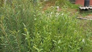 Отзыв. Посадка ивы в тени деревьев. Американка гигантская, Каспийская, Волчниковая и Маяк-2 ива.