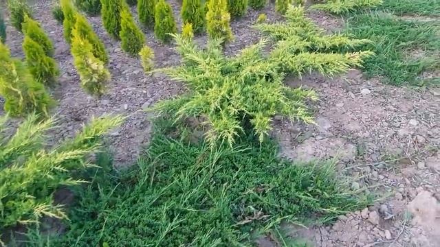 #Ялівець горизонтальний Андорра Компакт (#juniperus horizontalis Andorra compact) #хвойнірослини