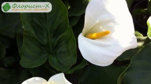 Каллы – посадка и уход, выращивание в саду и дома