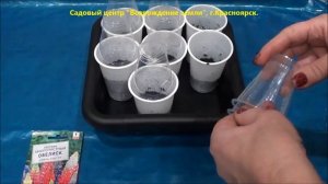 Выращиваем низкорослый люпин из семян. Часть 1.