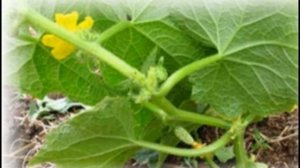 Пасынкование огурцов в теплице, как правильно делать