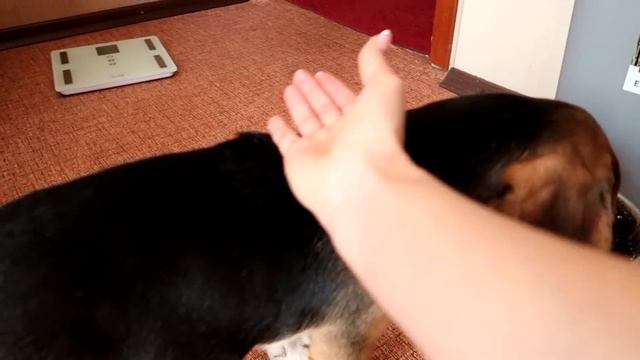 МОЖНО ЛИ ЗАБИРАТЬ У СОБАКИ ЕДУ? УЧУ ЩЕНКА ВЫДЕРЖКЕ / КАК ВЫРОСЛА КЕТТИ ЗА МЕСЯЦ