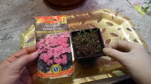 Гвоздика. Цветение черенков в марте. Гвоздика для сада и дома.