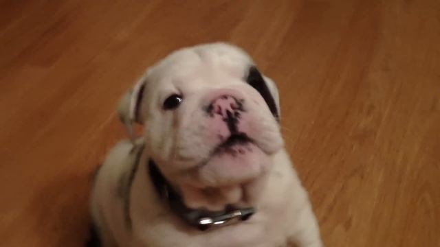 Bentley the Bulldog Puppy is fussy смотреть онлайн