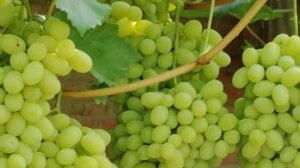 Сорт винограда Флора (Лора)