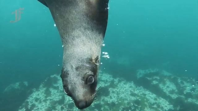 Черное существо с горящими глазами преследовало лодку рыбака смотреть онлайн