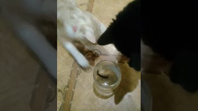 Сколопендра и кошки. Противостояние.