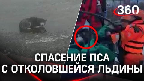 Продрогшего до костей пса сняли с отколовшейся льдины в Петербурге - кадры спасательной операции