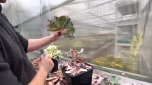 Размножаю огромные Эчеверии (Echeveria). Деление многоголового куста.