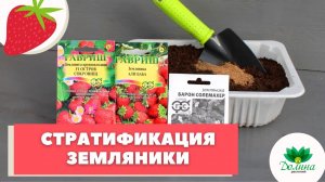 Стратификация и посев семян садовой земляники! МАСТЕР-КЛАСС ОТ ЭКСПЕРТА?