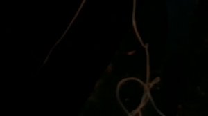 СПБ . НЕРЕСТ КОРЮШКИ 2018.