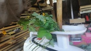 Сок чистотела, микродозы порошка чистотела. Изготовление и технология.