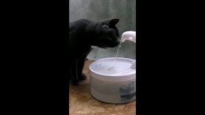 Милым котикам по поилке-фонтану !))  "CatVI" предлагает автоматическую поилку - фонтан для питомцев