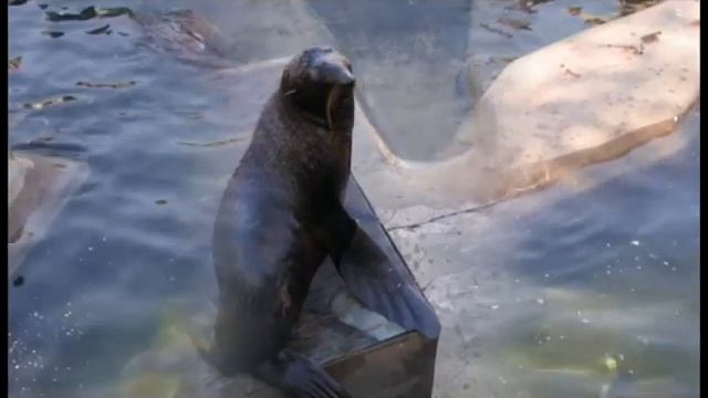 Исайкина Наталья Рязань Экскурсия в Московский зоопарк по проекту "Мир ощущений" смотреть онлайн