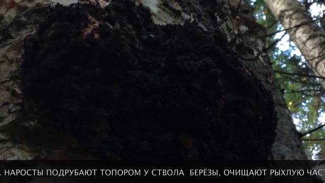 ЧАГА - берёзовый гриб с уникальными целебными свойствами