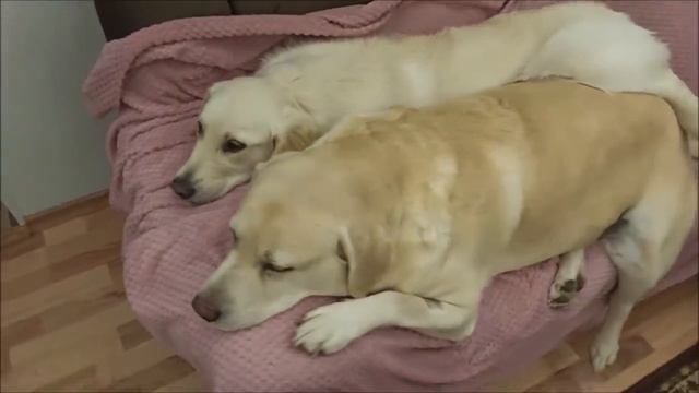 Сарделька с сосиской смотреть онлайн