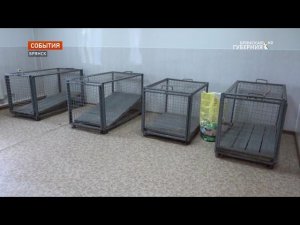 В Бежицком районе Брянска приют для бездомных собак получит официальный статус