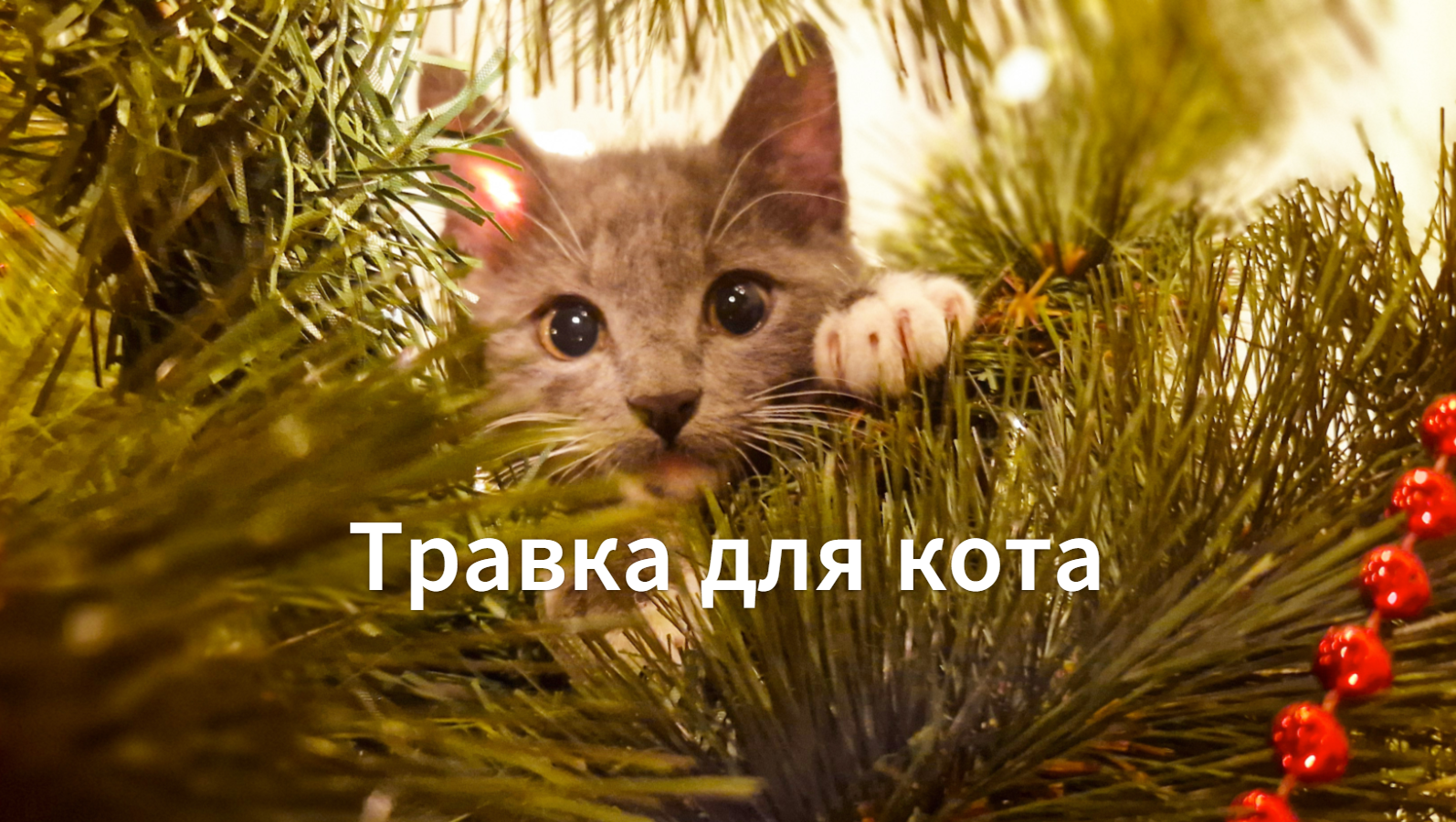 Выращиваем траву для кошек и котов смотреть онлайн