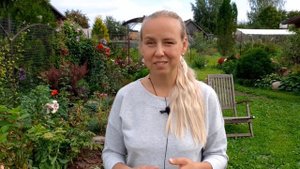 Сыворотка. Как подкормка и средство защиты от вредителей и болезней роз.