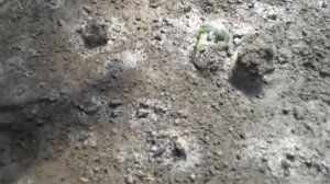 На какую глубину сеять семя огурца.